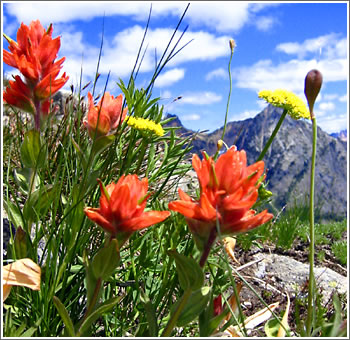 alpineflowers.jpg