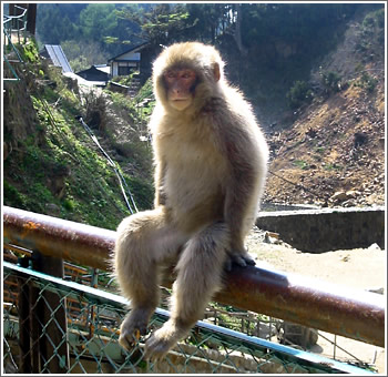 monkeyonsen.jpg