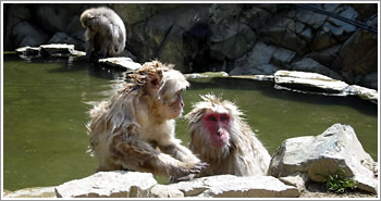 monkeysinpool.jpg